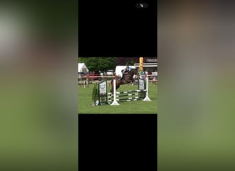 Other Warmbloods, Mare, 5 years, 16,1 hh, Bay-Dark