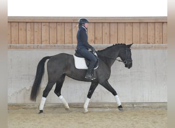 Other Warmbloods, Mare, 5 years, 16,1 hh, Black