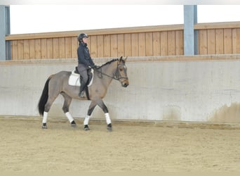 Other Warmbloods, Mare, 5 years, 16,1 hh, Brown