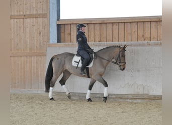 Other Warmbloods, Mare, 5 years, 16,1 hh, Brown