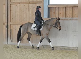 Other Warmbloods, Mare, 5 years, 16,1 hh, Brown