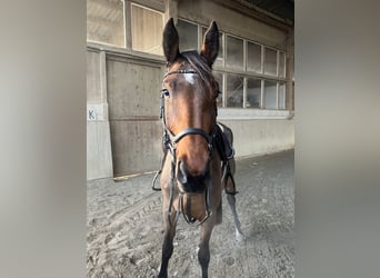 Other Warmbloods, Mare, 5 years, 16,1 hh, Brown
