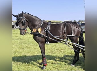 Other Warmbloods, Mare, 5 years, 16,1 hh, Smoky-Black