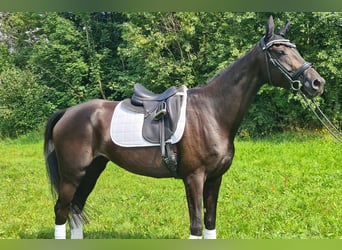 Other Warmbloods, Mare, 5 years, 16,2 hh, Black