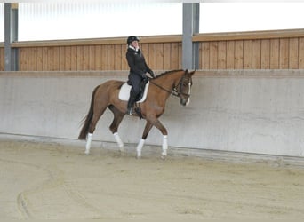 Other Warmbloods, Mare, 5 years, 16,2 hh, Chestnut-Red