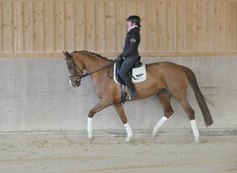 Other Warmbloods, Mare, 5 years, 16,2 hh, Chestnut-Red