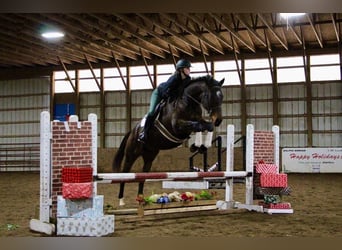 Other Warmbloods, Mare, 5 years, Bay