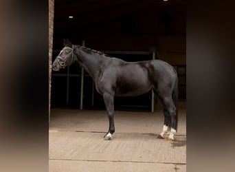 Other Warmbloods, Mare, 5 years, Black