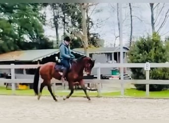 Other Warmbloods, Mare, 6 years, 14.2 hh, Brown