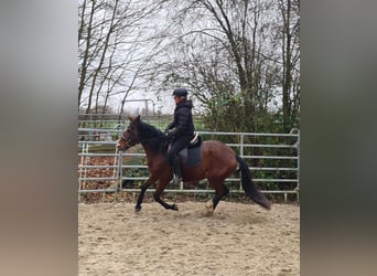 Other Warmbloods, Mare, 6 years, 14,3 hh, Brown