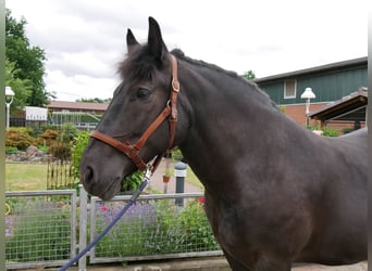 Other Warmbloods, Mare, 6 years, 15.1 hh, Black