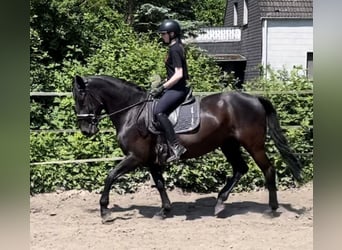Other Warmbloods, Mare, 6 years, 15.1 hh, Black