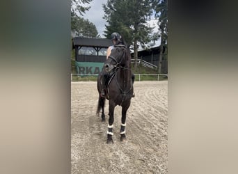 Other Warmbloods, Mare, 6 years, 15.1 hh, Black