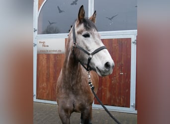 Other Warmbloods, Mare, 6 years, 15.1 hh, Brown Falb mold