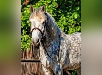 Other Warmbloods Mix, Mare, 6 years, 15.1 hh, Grey-Dapple