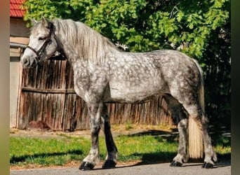 Other Warmbloods Mix, Mare, 6 years, 15.1 hh, Grey-Dapple
