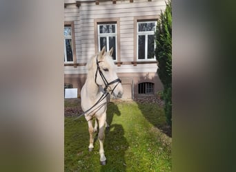 Other Warmbloods, Mare, 6 years, 15.1 hh, Palomino