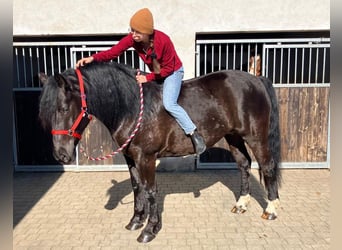 Other Warmbloods Mix, Mare, 6 years, 15.2 hh, Black