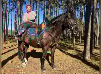 Other Warmbloods Mix, Mare, 6 years, 15.2 hh, Black