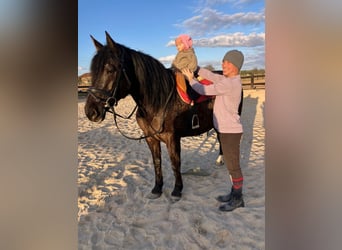 Other Warmbloods Mix, Mare, 6 years, 15.2 hh, Black