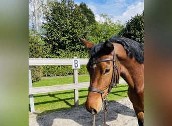 Other Warmbloods, Mare, 6 years, 15.2 hh, Brown