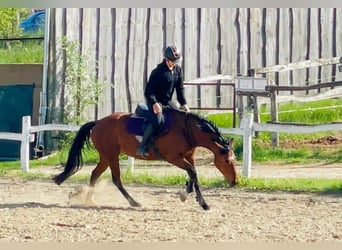 Other Warmbloods, Mare, 6 years, 15.2 hh, Brown