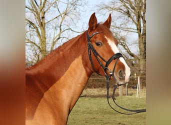 Other Warmbloods, Mare, 6 years, 15.2 hh, Chestnut