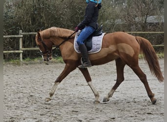 Other Warmbloods, Mare, 6 years, 15.2 hh, Chestnut