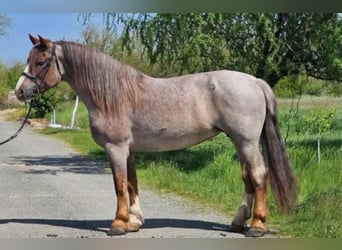 Other Warmbloods, Mare, 6 years, 15.2 hh, Roan-Red