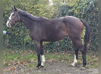 Other Warmbloods, Mare, 6 years, 15.2 hh, Smoky-Black