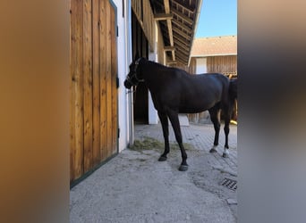Other Warmbloods, Mare, 6 years, 15.2 hh, Smoky-Black