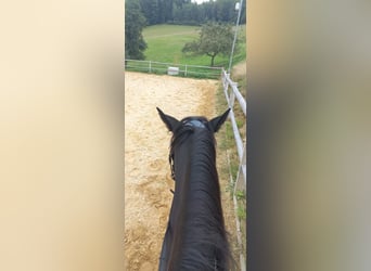 Other Warmbloods, Mare, 6 years, 15.2 hh, Smoky-Black