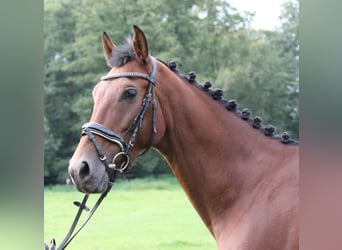 Other Warmbloods, Mare, 6 years, 15.3 hh, Brown