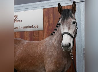Other Warmbloods, Mare, 6 years, 15,1 hh, Brown Falb mold