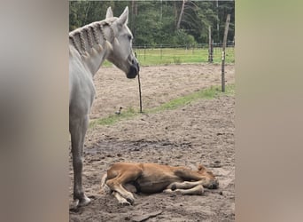Other Warmbloods, Mare, 6 years, 15,1 hh, Grey
