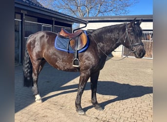 Other Warmbloods Mix, Mare, 6 years, 15,2 hh, Black