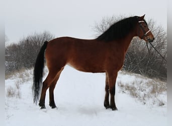 Other Warmbloods, Mare, 6 years, 15,2 hh, Brown