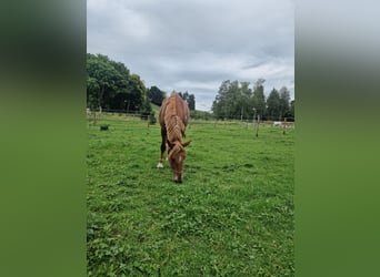 Other Warmbloods, Mare, 6 years, 15,2 hh, Chestnut-Red