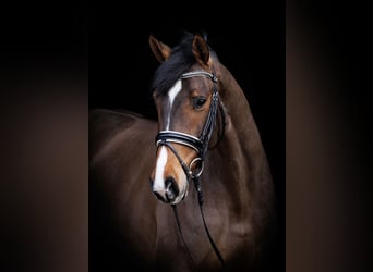 Other Warmbloods, Mare, 6 years, 16.2 hh, Brown