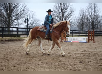 Other Warmbloods, Mare, 6 years, 16.3 hh, Chestnut