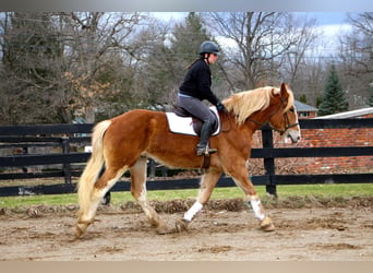 Other Warmbloods, Mare, 6 years, 16.3 hh, Chestnut