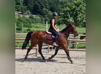 Other Warmbloods, Mare, 6 years, 16 hh, Brown