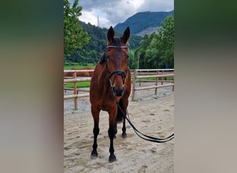 Other Warmbloods, Mare, 6 years, 16 hh, Brown