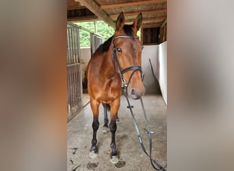 Other Warmbloods, Mare, 6 years, 16 hh, Brown