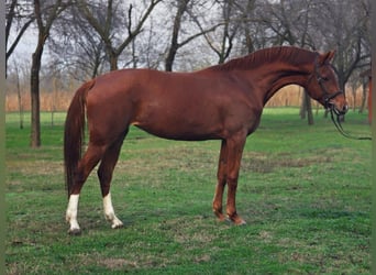 Other Warmbloods, Mare, 6 years, 16 hh, Brown