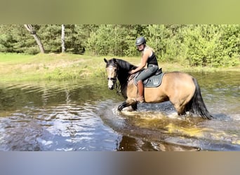 Other Warmbloods, Mare, 6 years, 16 hh, Buckskin