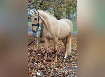 Other Warmbloods, Mare, 6 years, 16 hh, Palomino