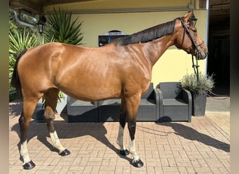 Other Warmbloods, Mare, 6 years, 16,1 hh, Brown