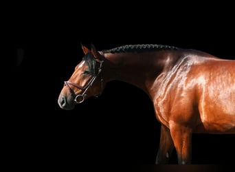 Other Warmbloods, Mare, 6 years, 16,1 hh, Brown