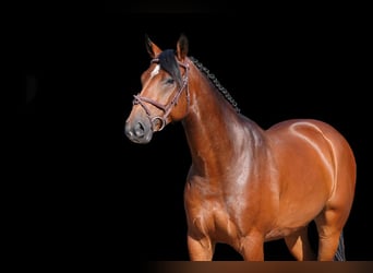 Other Warmbloods, Mare, 6 years, 16,1 hh, Brown
